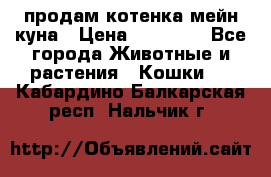 продам котенка мейн-куна › Цена ­ 35 000 - Все города Животные и растения » Кошки   . Кабардино-Балкарская респ.,Нальчик г.